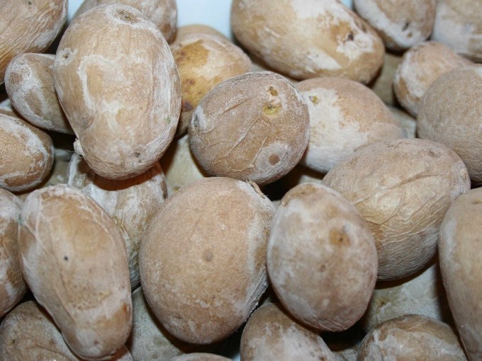 Close-up of small potatoes with a salt crust, typical of Canarian tapas., &copy; Kultweine-Kochwelten-Kunst&uuml;cke - Kochschule Sonja Lenz