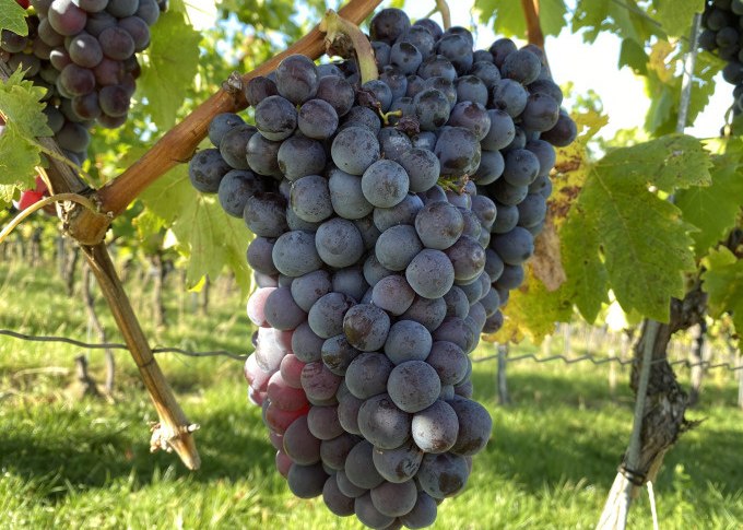 Reife, dunkelviolette Trauben hängen an einem Weinstock. Im Hintergrund sind grüne Blätter und ein sonniger Himmel zu sehen., © Weingenuss Stuttgart Reife, dunkelviolette Trauben hängen an einem Weinstock. Im Hintergrund sind grüne Blätter und ein sonniger Himmel zu sehen., © Weingenuss Stuttgart