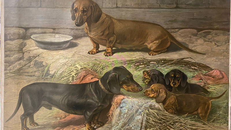 Ein Gem&auml;lde zeigt eine Dackelfamilie in einem Stall. Zwei erwachsene Dackel und mehrere Welpen sind auf Heu und Stroh zu sehen., &copy; Stadtarchiv Stuttgart 9050/01007