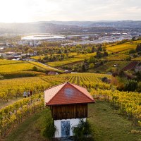 Vineyards in the foreground with a small building. A cityscape with a stadium and hills can be seen in the background., &copy; Weingut W&ouml;hrwag