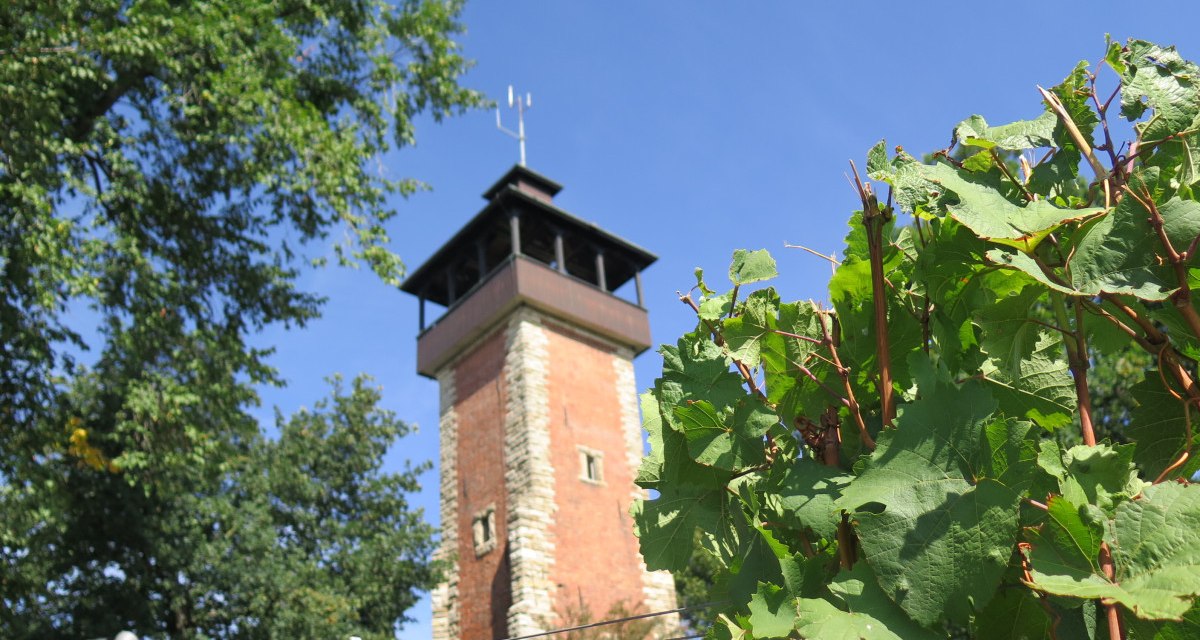 The Burgholzhof tower rises into the blue sky behind green vines and trees., © Stuttgart-Marketing GmbH