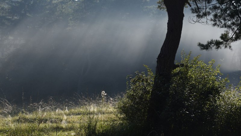 Sonnenstrahlen durchdringen den nebligen Wald und beleuchten das Gras und die Büsche im Vordergrund. Ein ruhiger, friedlicher Moment in der Natur., © Rathmann