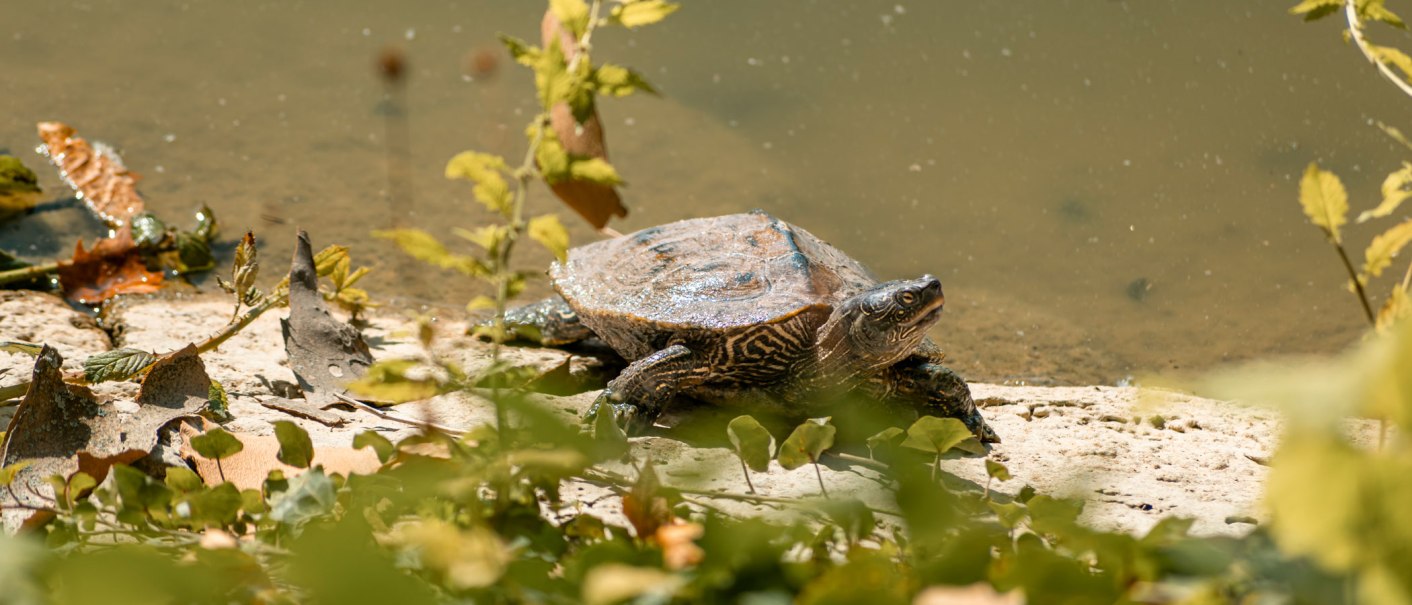 Eine Schildkröte sitzt am Ufer eines Teiches, umgeben von Blättern und Pflanzen im Sonnenlicht., © SMG, Sarah Schmid