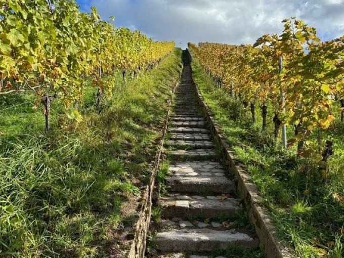 Eine Steintreppe führt durch einen Weinberg mit herbstlich gefärbten Reben. Der Himmel ist blau mit einigen Wolken., © Weingenuss Stuttgart Eine Steintreppe führt durch einen Weinberg mit herbstlich gefärbten Reben. Der Himmel ist blau mit einigen Wolken., © Weingenuss Stuttgart