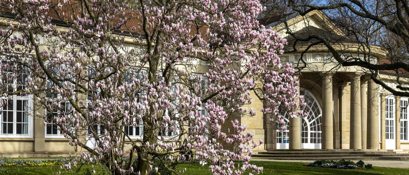 A magnolia tree in bloom stands in front of a historic building with columns in the Bad Cannstatt spa gardens., © SMG Stuttgart Marketing GmbH - Sarah Schmid