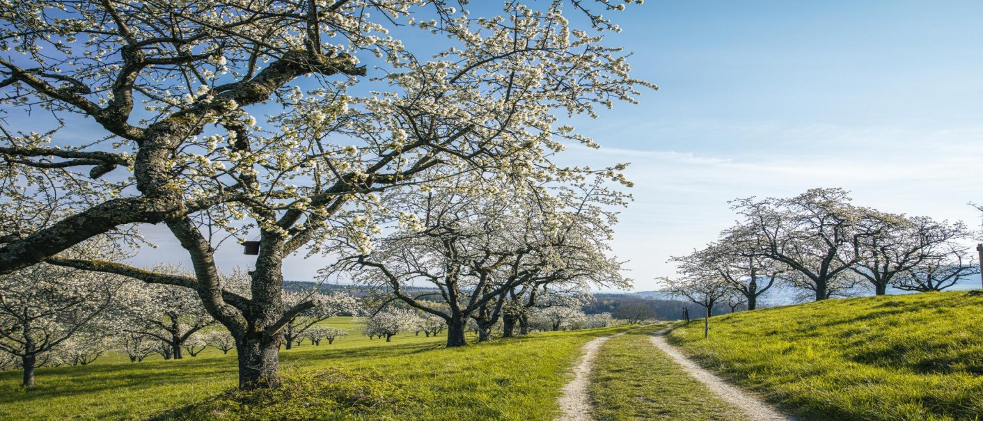Fruit trees in bloom in a green meadow; a path winds through the countryside. The sky is clear and blue, and the trees are in full bloom., &copy; SMG Stuttgart Marketing GmbH - Sarah Schmid
