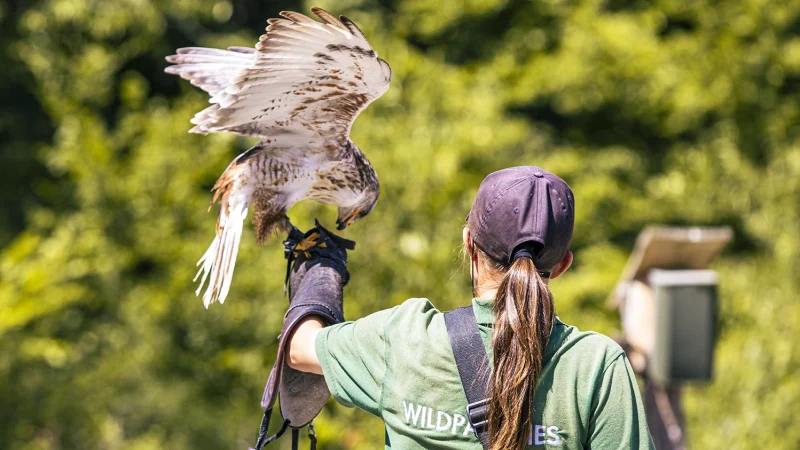 Bei der Vogelshow im Wildtierparadies Cleebronn landet ein Greifvogel auf dem Arm einer Falknerin vor gr&uuml;nem Hintergrund., &copy; SMG, Sarah Schmid