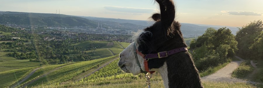 © Württemberg Alpakas © Württemberg Alpakas