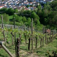 Rohracker vineyard, &copy; Steilwerk Rohracker