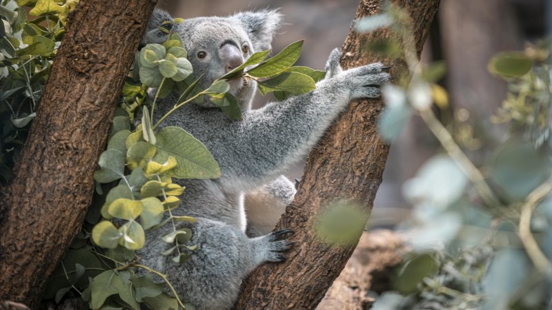 A koala sits in a tree and eats eucalyptus leaves. The background is blurred, with lots of green leaves., © Stuttgart-Marketing GmbH, Sarah Schmid