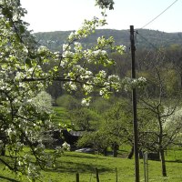 Orchard meadow Gewann Kressart, © Stuttgarter Straßenbahnen AG
