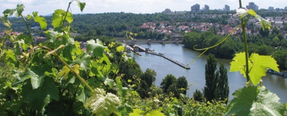 Weinreben im Vordergrund, dahinter ein Fluss mit Br&uuml;cke und eine Stadtlandschaft unter blauem Himmel., &copy; Stuttgart-Marketing GmbH
