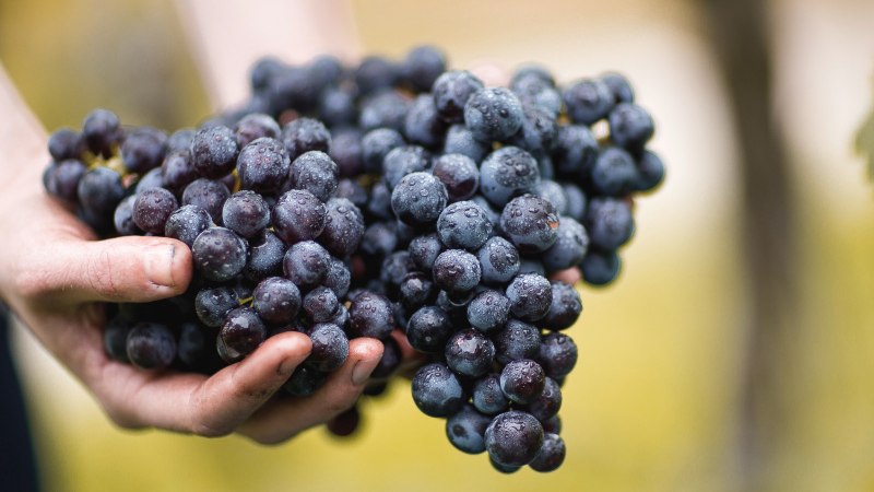 Hände halten frisch geerntete, dunkelviolette Trauben mit Wassertropfen. Der Hintergrund ist unscharf und grünlich., © © Weingut Schwarz Hände halten frisch geerntete, dunkelviolette Trauben mit Wassertropfen. Der Hintergrund ist unscharf und grünlich., © © Weingut Schwarz