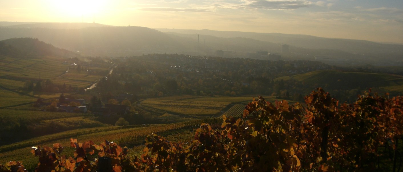 Vineyards in the foreground, glowing in the sunset. In the background, a town stretches out in the valley, surrounded by hills and fields., © Weingut Warth Vineyards in the foreground, glowing in the sunset. In the background, a town stretches out in the valley, surrounded by hills and fields., © Weingut Warth