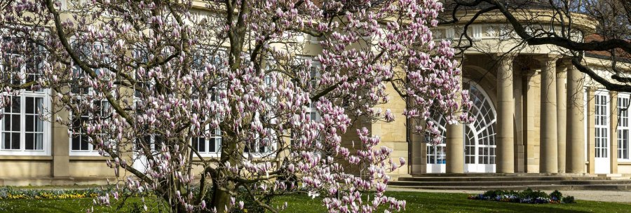 A magnolia tree in bloom stands in front of a historic building with columns in the Bad Cannstatt spa gardens., © SMG Stuttgart Marketing GmbH - Sarah Schmid
