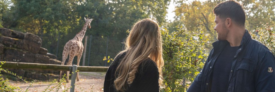 A couple stands in front of a giraffe enclosure at Wilhelma and observes a giraffe. The scene is surrounded by trees and plants., © Stuttgart-Marketing GmbH, Martina Denker