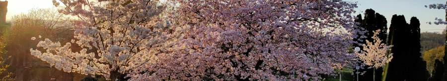 Blossoming cherry trees in the park at sunset. People are sitting on the grass, the sky is clear and the sun is setting., &copy; SMG