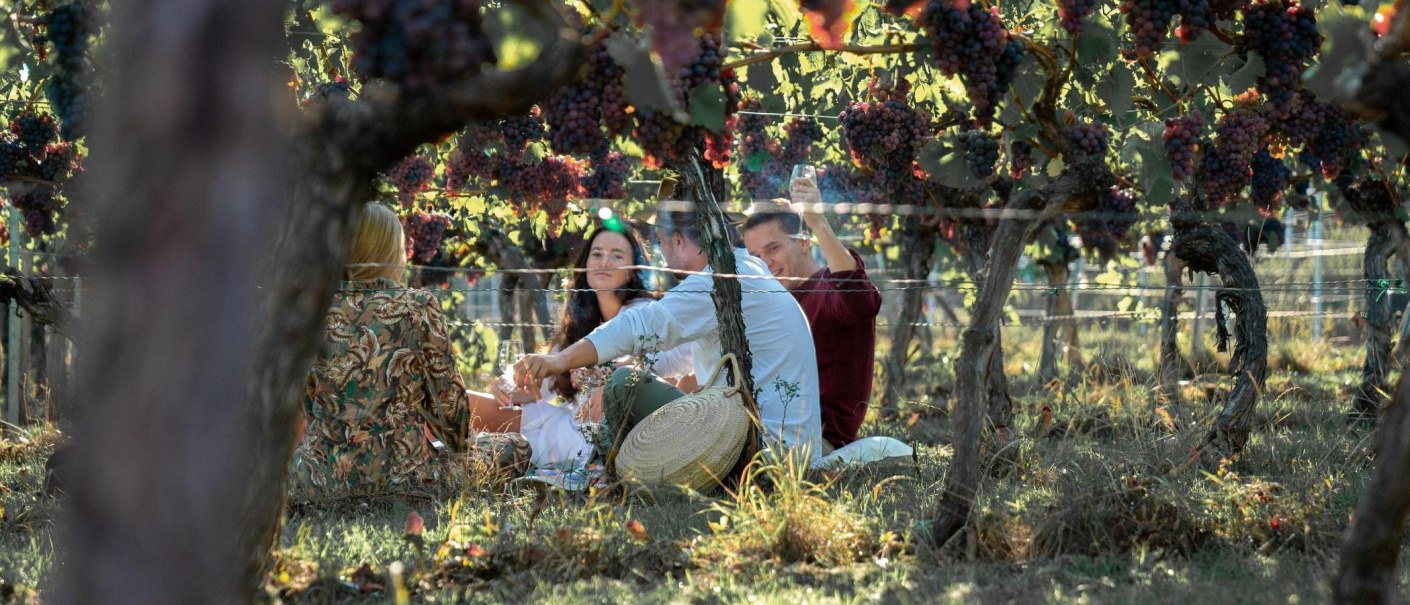 Eine Gruppe von Menschen sitzt unter Weinreben in einem Weinberg und genießt ein Picknick. Sie trinken Wein und unterhalten sich in entspannter Atmosphäre., © Weingut der Stadt Stuttgart Eine Gruppe von Menschen sitzt unter Weinreben in einem Weinberg und genießt ein Picknick. Sie trinken Wein und unterhalten sich in entspannter Atmosphäre., © Weingut der Stadt Stuttgart