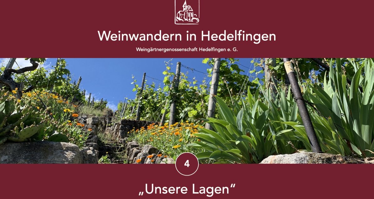 Vineyard in Hedelfingen with blossoming flowers and vines under a blue sky. Text: "Weinwandern in Hedelfingen", "Unsere Lagen"., © Lukas Alperowitz Vineyard in Hedelfingen with blossoming flowers and vines under a blue sky. Text: "Weinwandern in Hedelfingen", "Unsere Lagen"., © Lukas Alperowitz