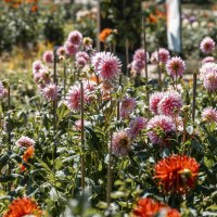 Bildschön Schönste Dhalie, © Stuttgart-Marketing GmbH, Sarah Schmid