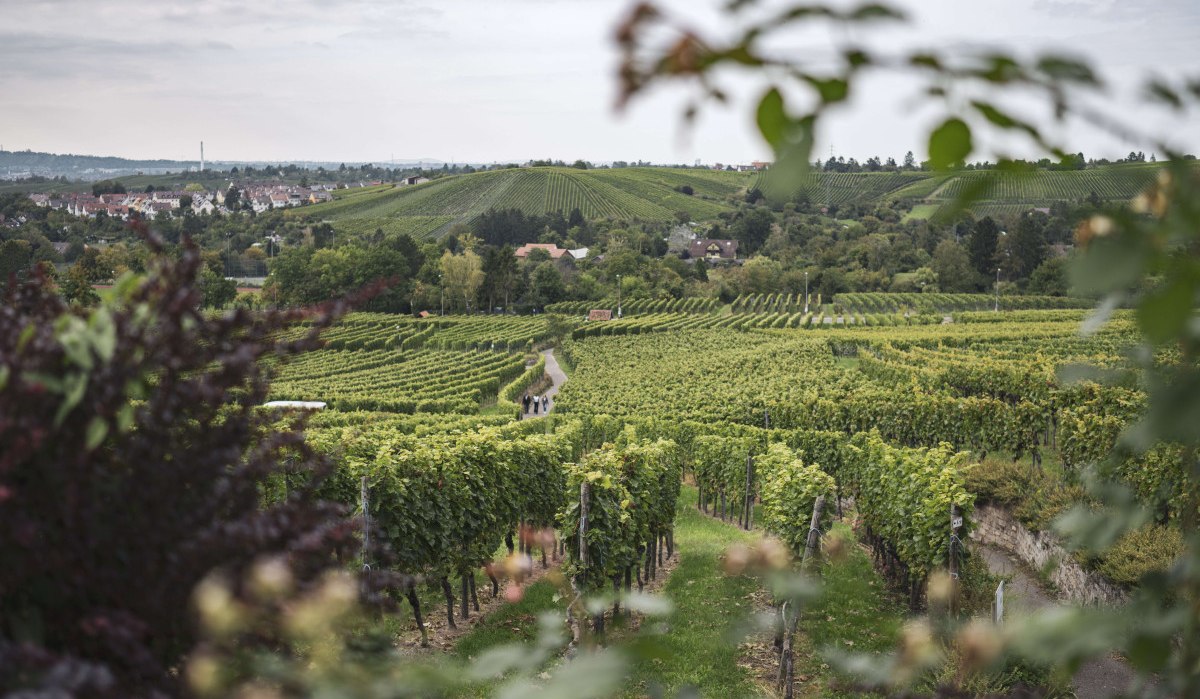 View of the vineyards, © Stuttgart-Marketing GmbH, wpsteinheisser View of the vineyards, © Stuttgart-Marketing GmbH, wpsteinheisser