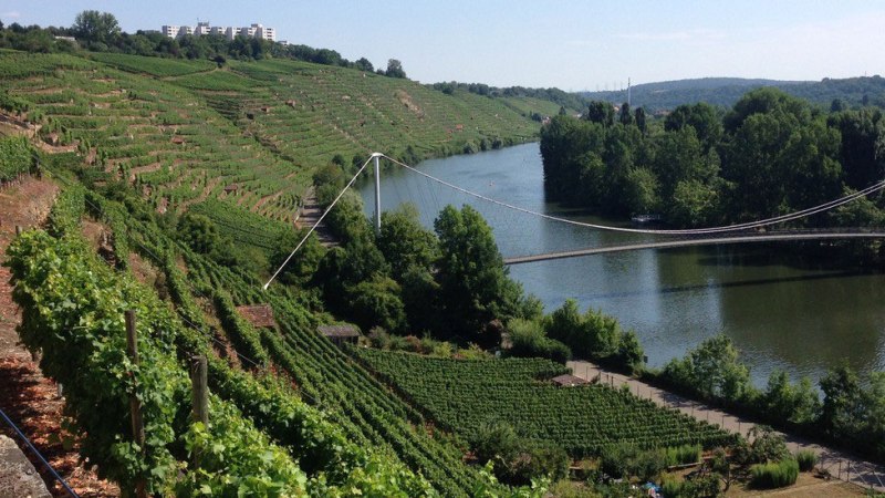 Weinberge erstrecken sich entlang eines H&uuml;gels am Neckar. Eine H&auml;ngebr&uuml;cke &uuml;berspannt den Fluss, umgeben von &uuml;ppigem Gr&uuml;n und bewaldeten H&uuml;geln., &copy; SoLawi Weinfrequenz