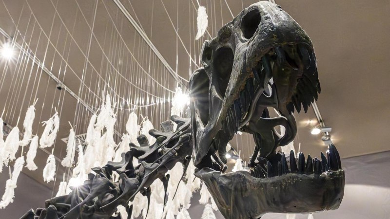 Ein Dinosaurierskelett im Museum am L&ouml;wentor, umgeben von h&auml;ngenden wei&szlig;en Federn und beleuchtet von Deckenstrahlern., &copy; Stuttgart-Marketing GmbH, Sarah Schmid