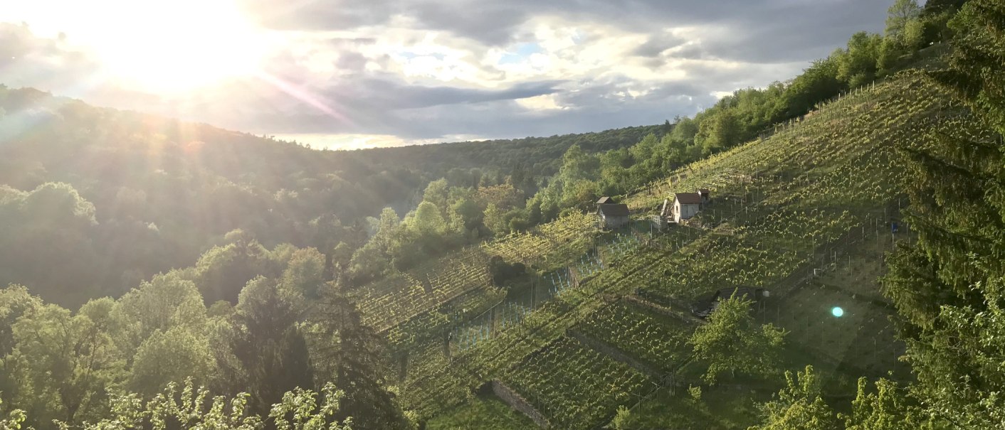 Sonnenuntergang über einem Weinberg im Dürrbachtal. Die Sonne strahlt über die Hügel, während kleine Hütten zwischen den Reben stehen., © Gut Rohreck Sonnenuntergang über einem Weinberg im Dürrbachtal. Die Sonne strahlt über die Hügel, während kleine Hütten zwischen den Reben stehen., © Gut Rohreck
