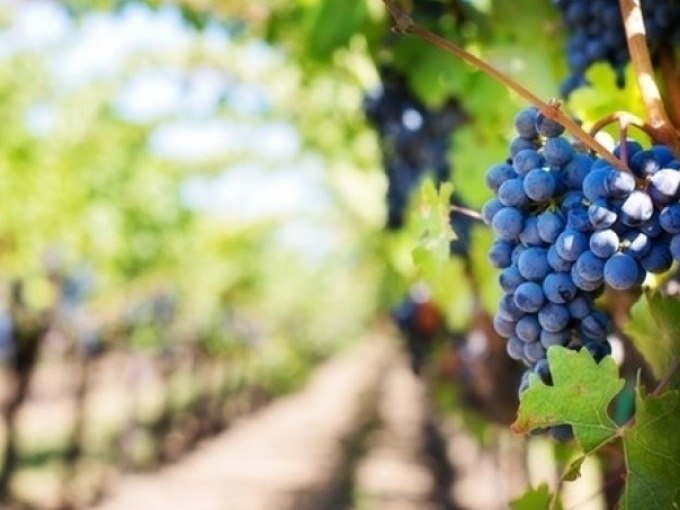 Nahaufnahme von blauen Trauben an einem Rebstock in einem sonnigen Weinberg., &copy; Cool-Tours StattReisen