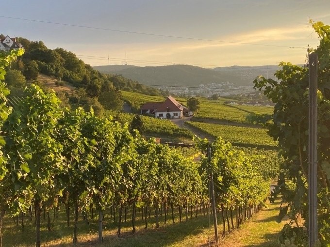 Die 3 Kelter-Tour - von Fellbach nach Stuttgart-Uhlbach, © Weingenuss Stuttgart