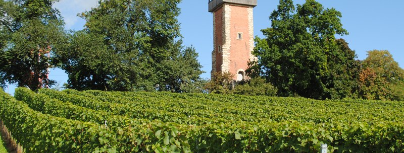 Peter Mayer Winery, © Weingut Peter Mayer