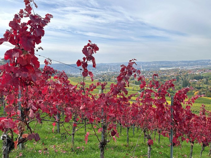 From the cellar door to the vine - experience wine up close, &copy; Weingenuss Stuttgart
