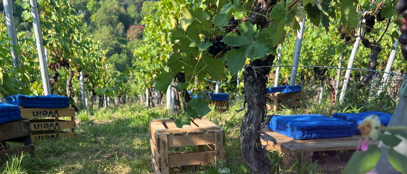 Ein Weinberg mit Holzbänken und blauen Kissen zwischen den Reben lädt zur Pause ein. Die grünen Blätter und Trauben sind im Sonnenlicht zu sehen., © Frank Nonnenmann Ein Weinberg mit Holzbänken und blauen Kissen zwischen den Reben lädt zur Pause ein. Die grünen Blätter und Trauben sind im Sonnenlicht zu sehen., © Frank Nonnenmann