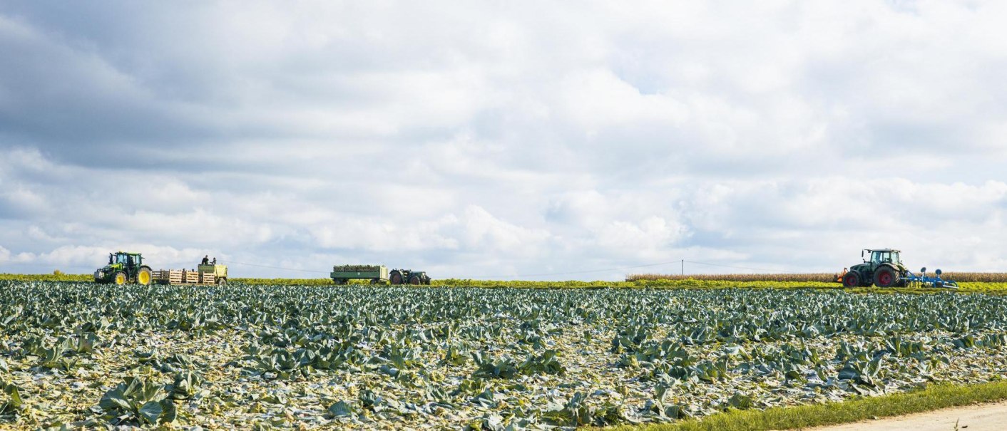Two tractors are working in a large cabbage field under a cloudy sky in Filderstadt-Bonlanden., © SMG Stuttgart Marketing GmbH - Sarah Schmid Two tractors are working in a large cabbage field under a cloudy sky in Filderstadt-Bonlanden., © SMG Stuttgart Marketing GmbH - Sarah Schmid