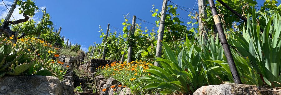 Steinige Treppe führt durch einen Weinberg mit grünen Reben und orangefarbenen Blumen unter klarem, blauem Himmel., © Weingärtnergenossenschaft Hedelfingen Steinige Treppe führt durch einen Weinberg mit grünen Reben und orangefarbenen Blumen unter klarem, blauem Himmel., © Weingärtnergenossenschaft Hedelfingen