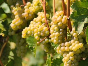 Weiße Trauben hängen an einem Weinstock, umgeben von grünen Blättern, in der Sonne leuchtend., © SMG