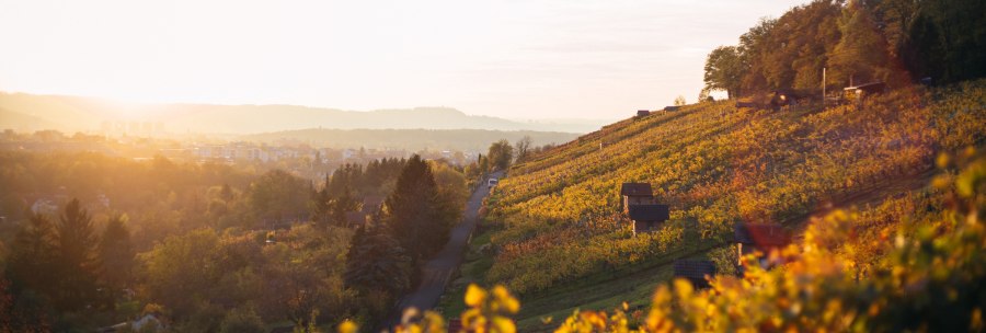 Vineyards at sunset, the hills bathed in warm autumn light. In the background, a cityscape under a clear sky., &copy; 70469R!