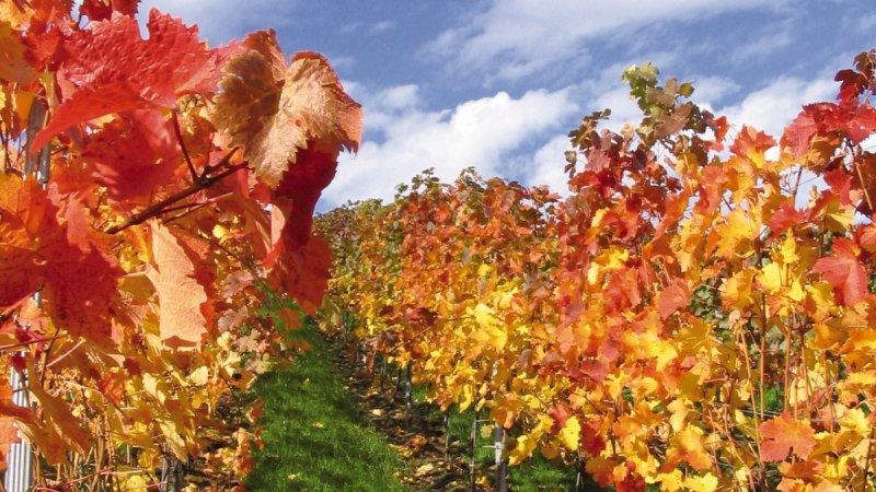 Weinbergzeilen im Herbst, © Stuttgart-Marketing GmbH Weinbergzeilen im Herbst, © Stuttgart-Marketing GmbH